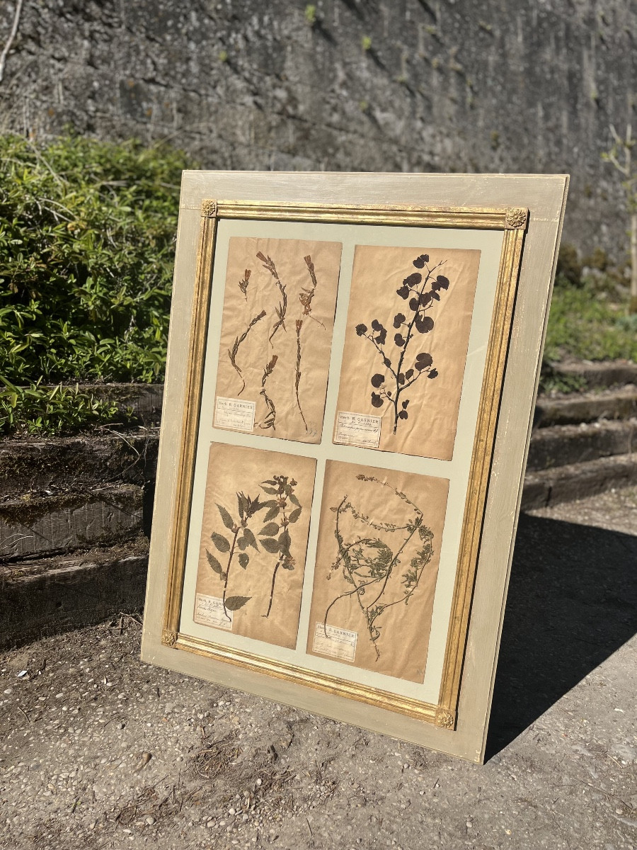 Herbier 