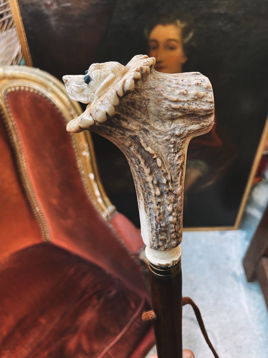 Cane In Vois, Knob In Carved Deer Antler-photo-3