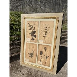 Herbarium