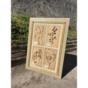 Herbarium