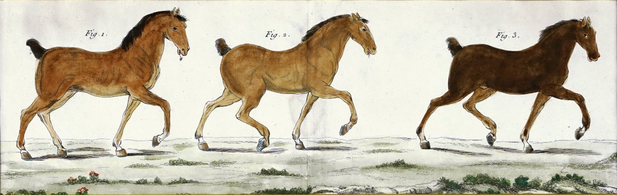 Gravure EQUESTRE - ETUDE HIPPOLOGIQUE de 3 CHEVAUX- Ep. XVIIIe-photo-2