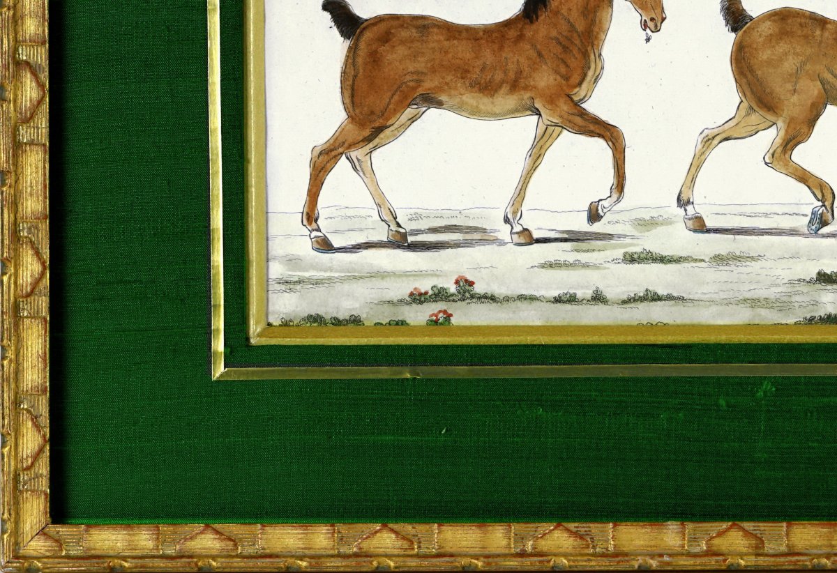 Gravure EQUESTRE - ETUDE HIPPOLOGIQUE de 3 CHEVAUX- Ep. XVIIIe-photo-3