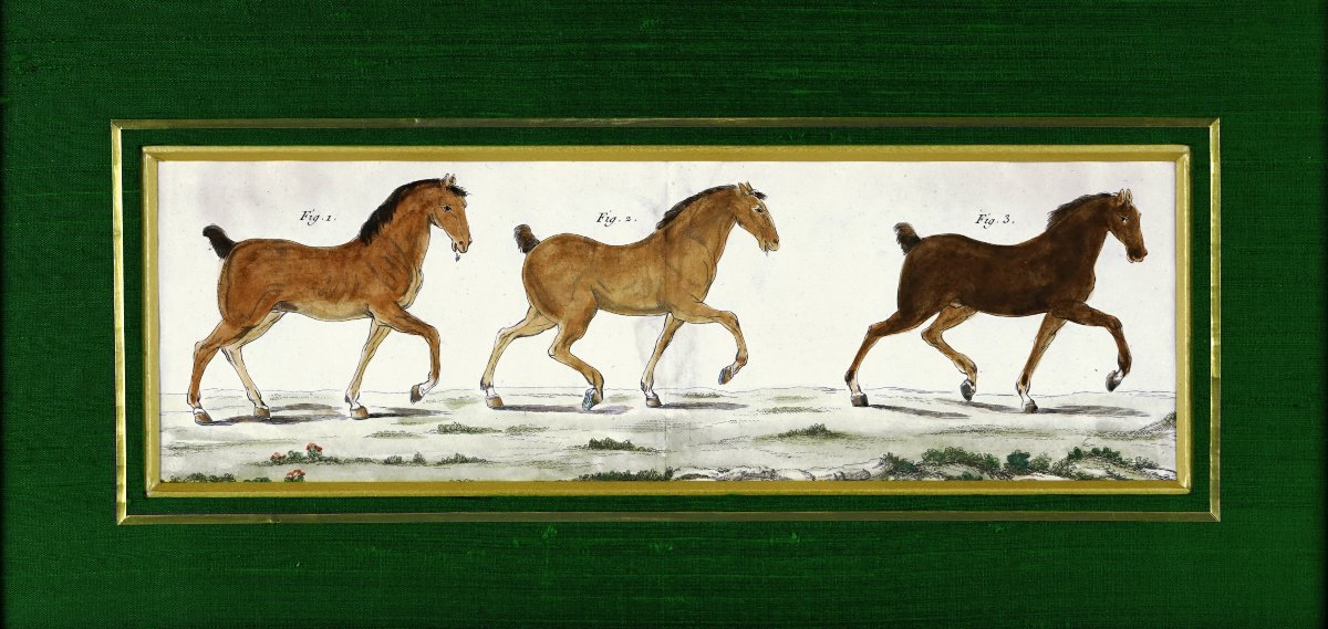 Gravure EQUESTRE - ETUDE HIPPOLOGIQUE de 3 CHEVAUX- Ep. XVIIIe-photo-4