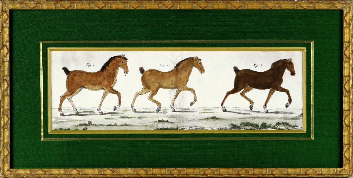 Gravure EQUESTRE - ETUDE HIPPOLOGIQUE de 3 CHEVAUX- Ep. XVIIIe