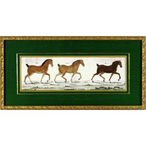 Equestrian Engraving - Hippological Study Of 3 Horses - 18th Century