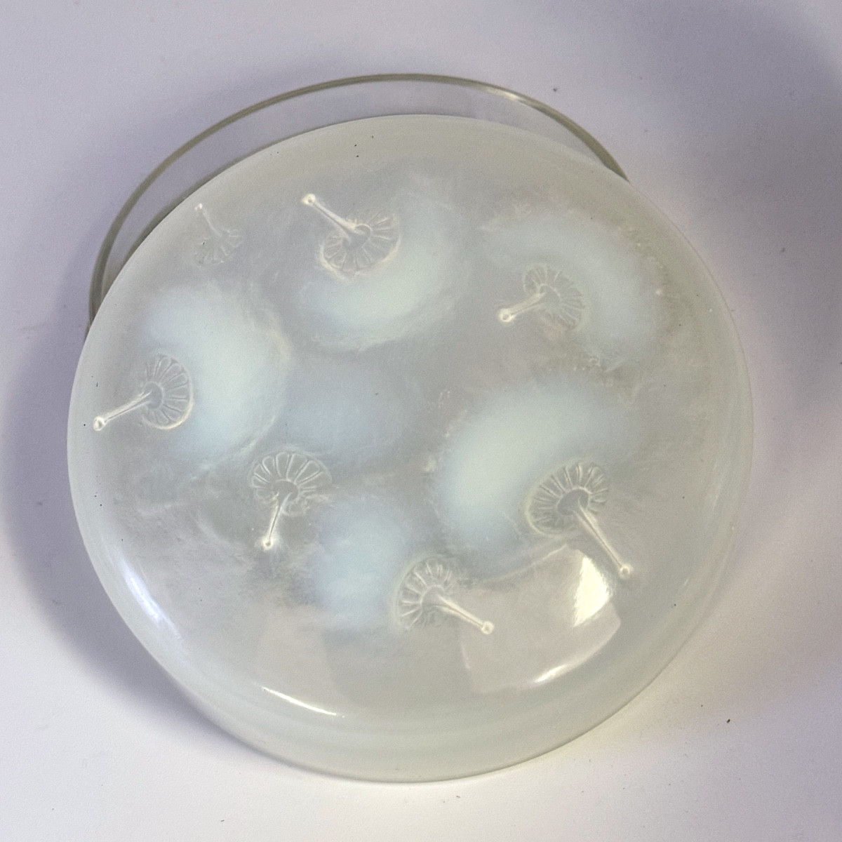 A R.lalique Opalescent  Houppes Boxe.