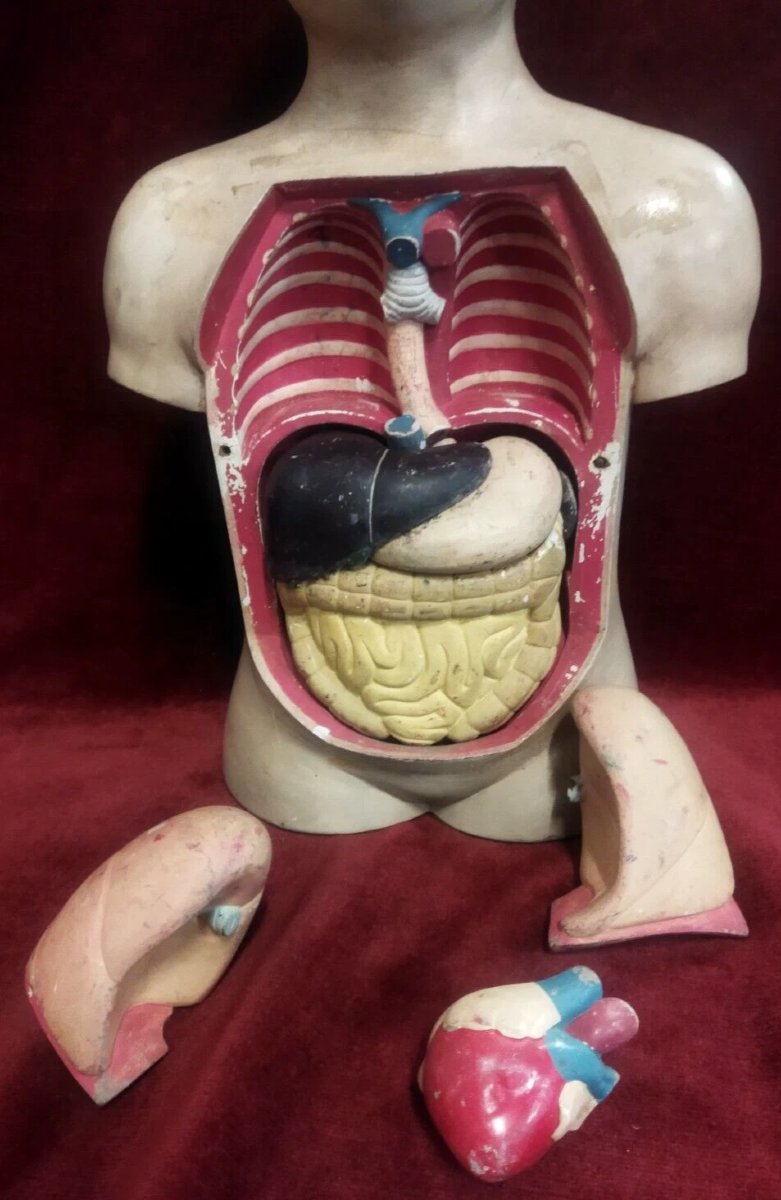 MODÈLE ANATOMIQUE PÉDAGOGIQUE EN PAPIER-MÂCHÉ - début XXe siècle-photo-3
