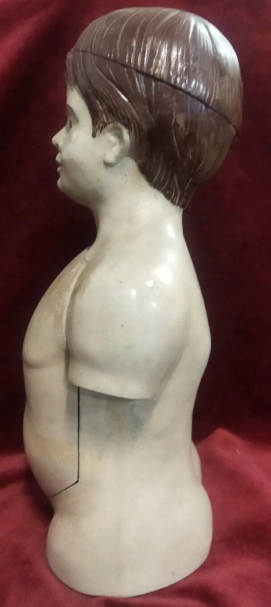MODÈLE ANATOMIQUE PÉDAGOGIQUE EN PAPIER-MÂCHÉ - début XXe siècle-photo-2