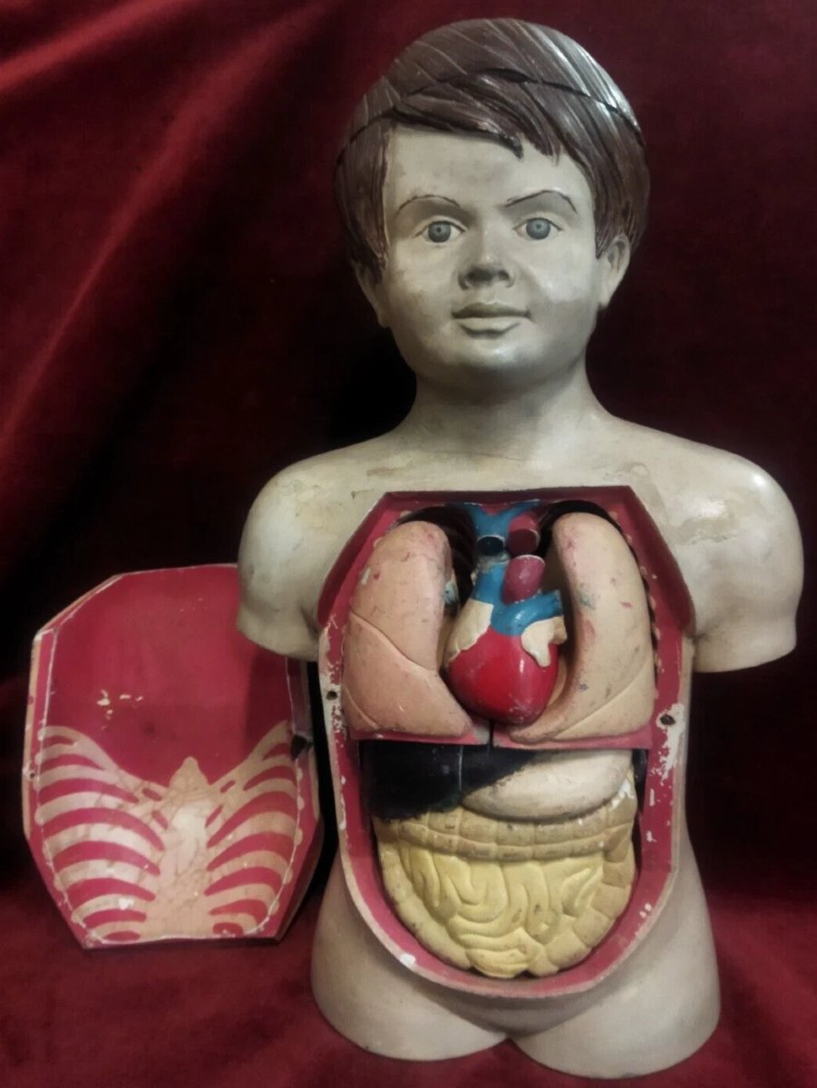 MODÈLE ANATOMIQUE PÉDAGOGIQUE EN PAPIER-MÂCHÉ - début XXe siècle