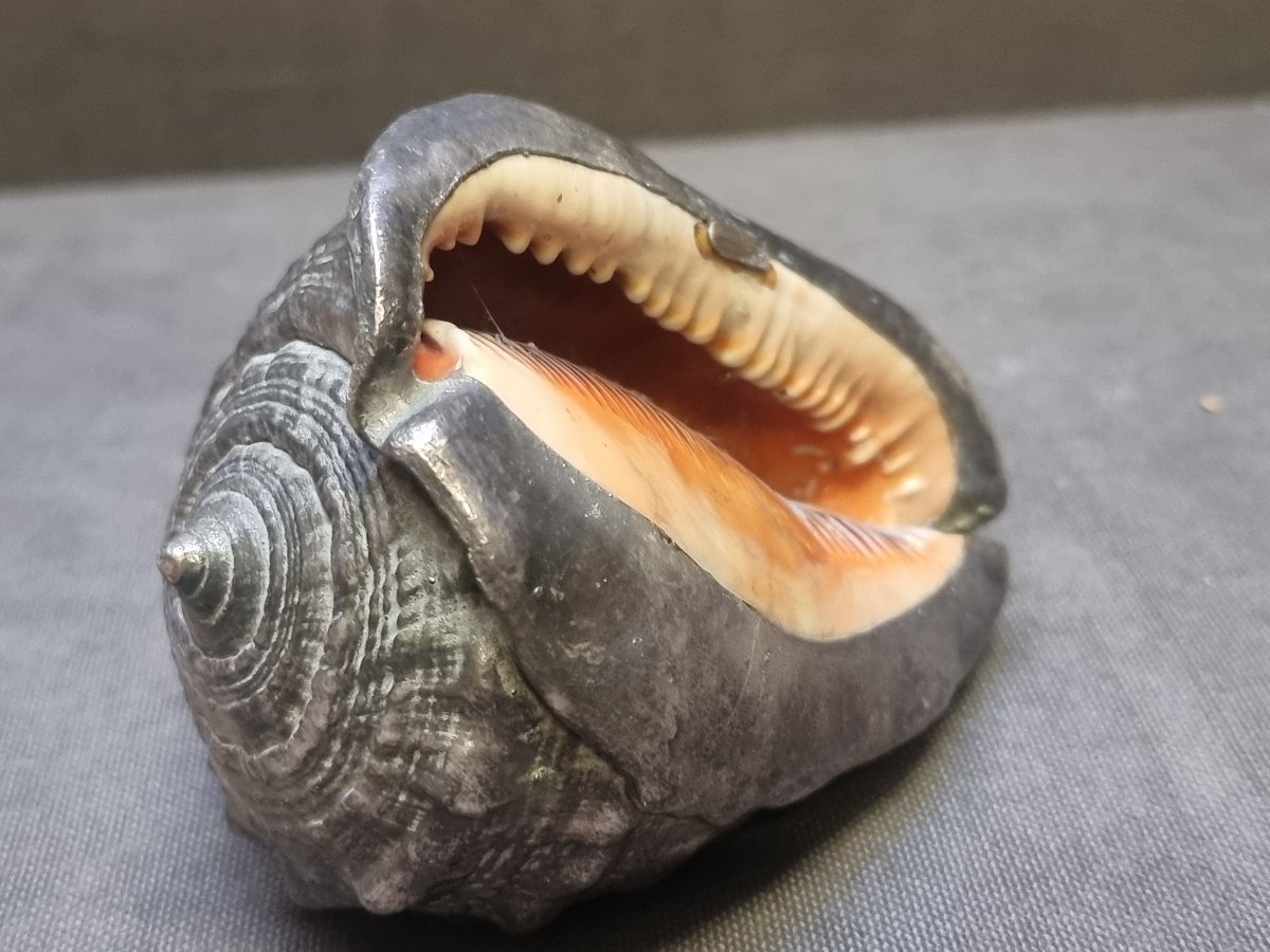 Coquillage recouvert d'argent - Federico Buccellati - Années 1960-photo-5