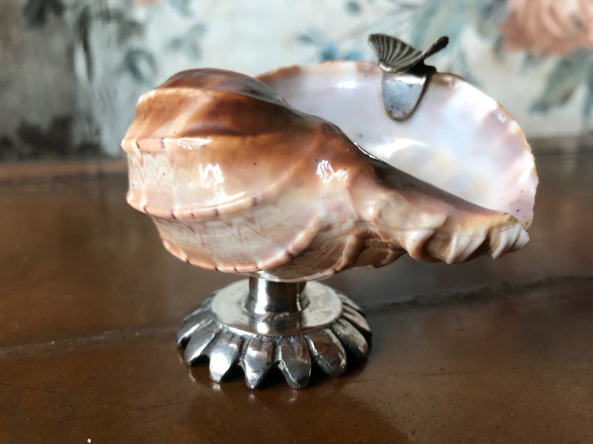 Shell Mounted In A 19th Century Ashtray-photo-3