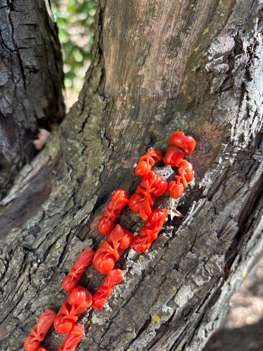 Bracelet en Corail ancien sculpté -photo-2