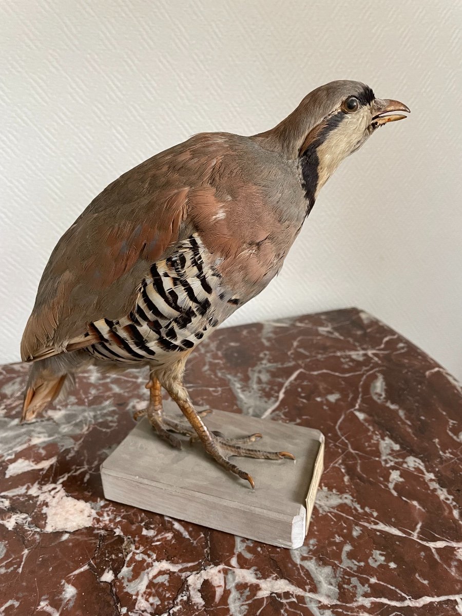 Perdrix Chukar Choucar Inde XIX Eme Taxidermie Oiseau Naturalisé Ancien sur socle-photo-4