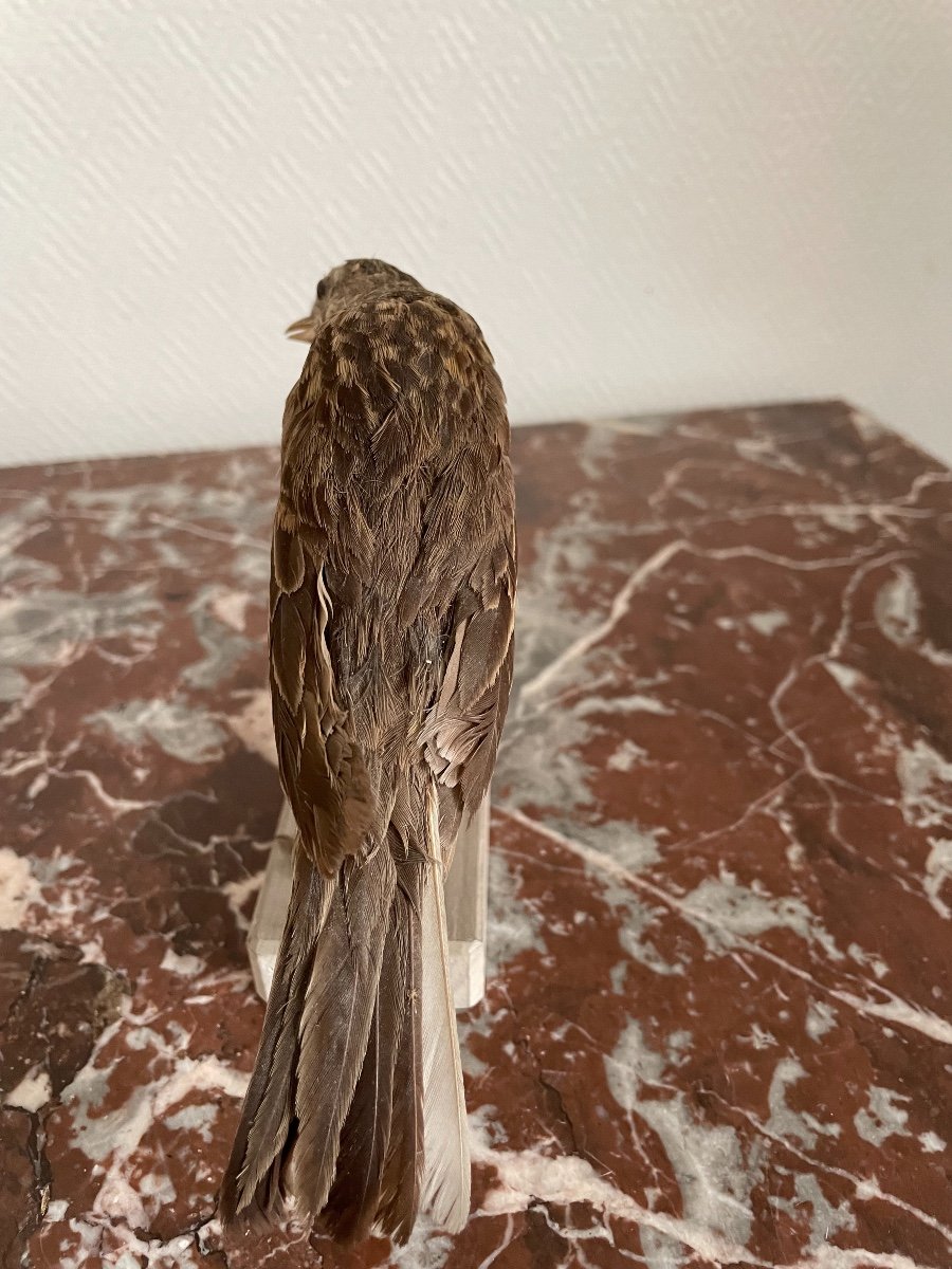 Oiseau Naturalisé Taxidermie Ancienne XIX  ème Siècle Pipit De Richard Sibérie-photo-3