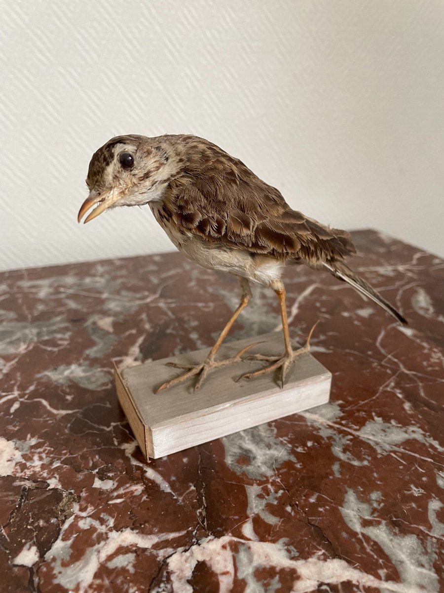 Oiseau Naturalisé Taxidermie Ancienne XIX  ème Siècle Pipit De Richard Sibérie