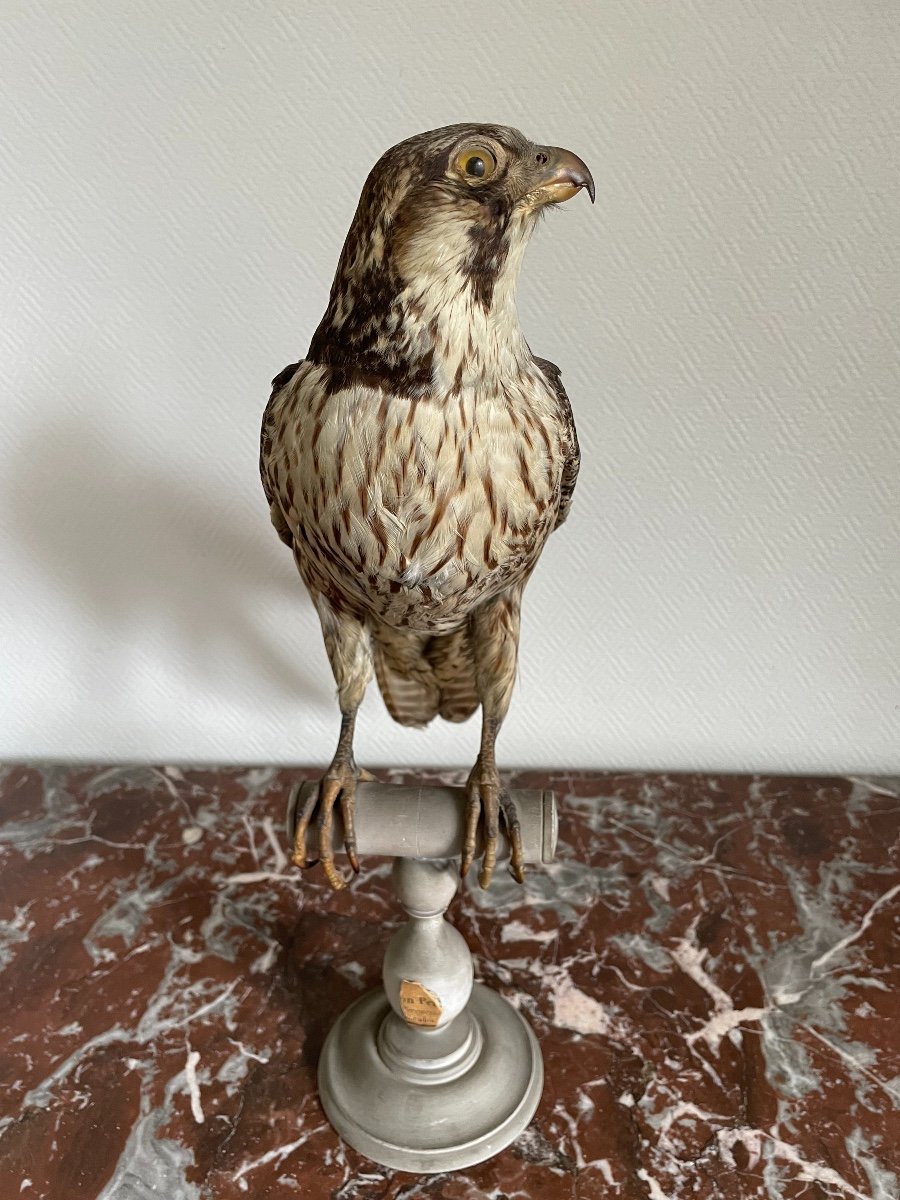 Naturalized Bird Old Taxidermy XIX Th Peregrine Falcon France-photo-3