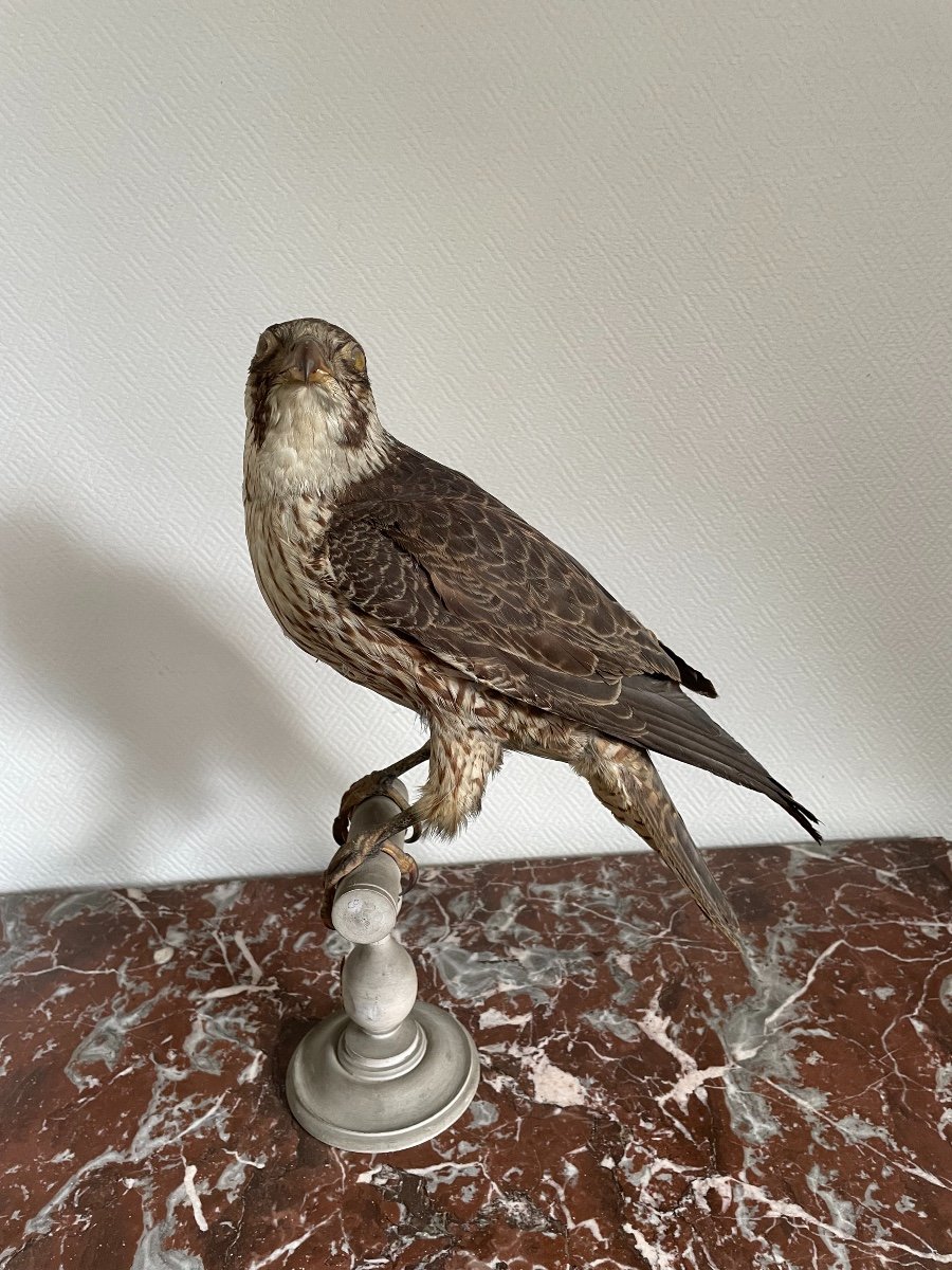 Oiseau Naturalisé Taxidermie Ancienne XIX  ème Faucon Pelerin  France -photo-4