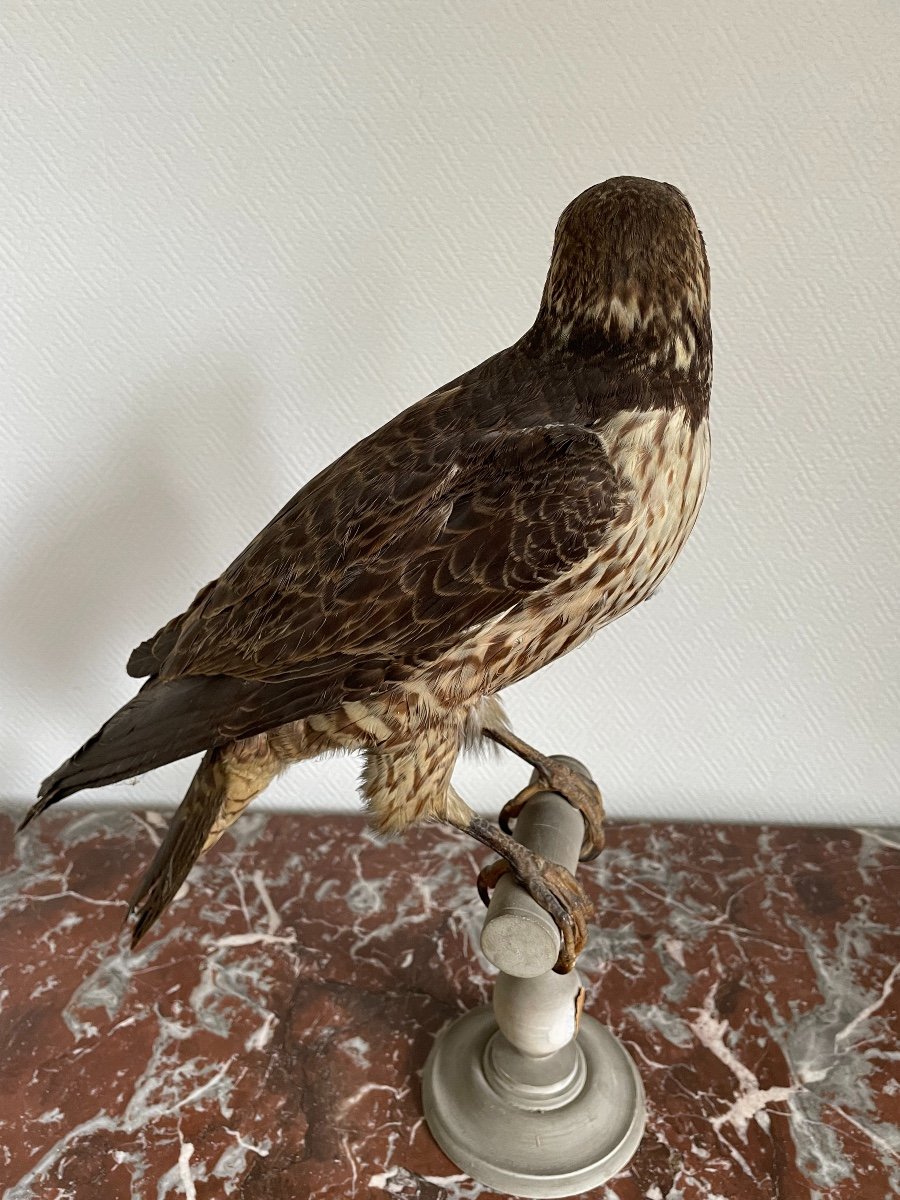 Naturalized Bird Old Taxidermy XIX Th Peregrine Falcon France-photo-3