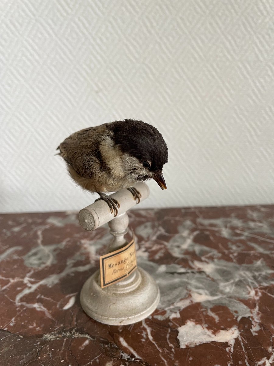 Oiseau Naturalisé Taxidermie Ancienne XIX  ème  Mésange Nonnette Ancienne -photo-2