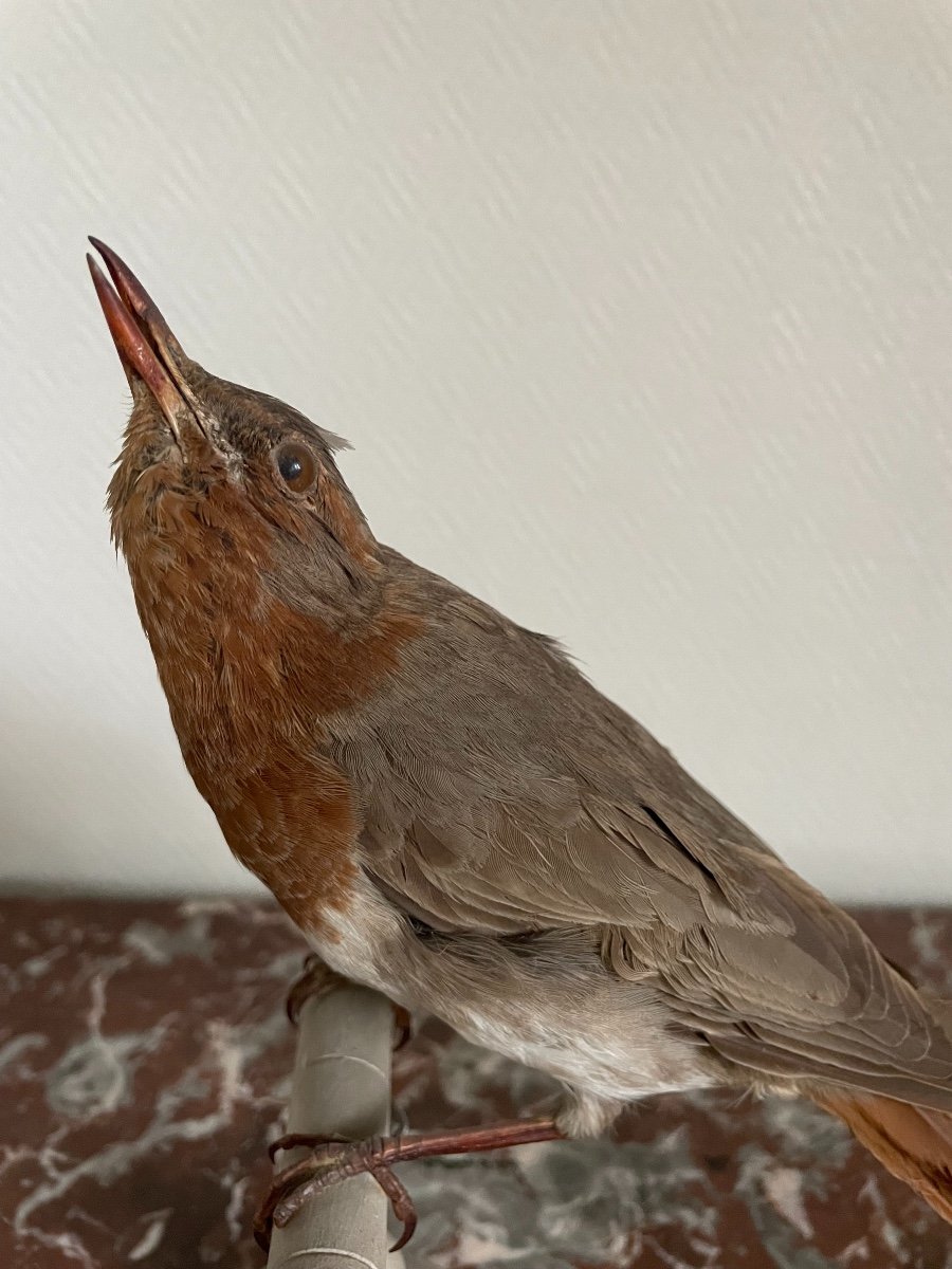 Ancien Oiseau Naturalisé Taxidermie Ancienne XIX  ème  Merle courous Grive Gorge Rousse-photo-2