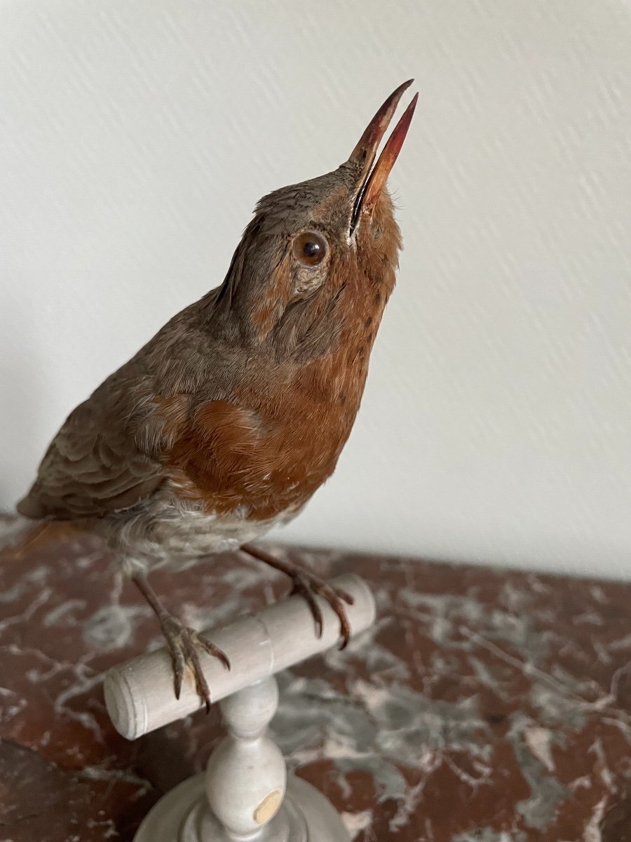 Ancien Oiseau Naturalisé Taxidermie Ancienne XIX  ème  Merle courous Grive Gorge Rousse-photo-2