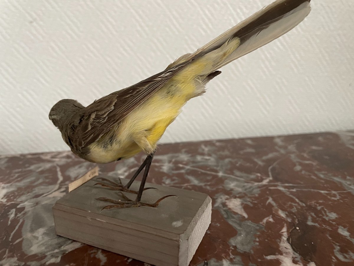 Old Naturalized Bird Old Taxidermy XIXth Wagtail-photo-2