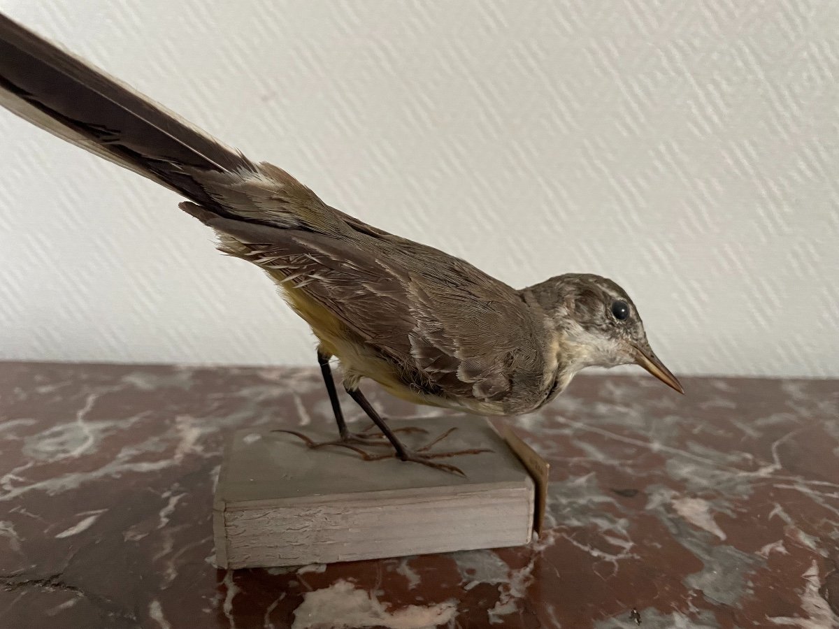 Old Naturalized Bird Old Taxidermy XIXth Wagtail-photo-3