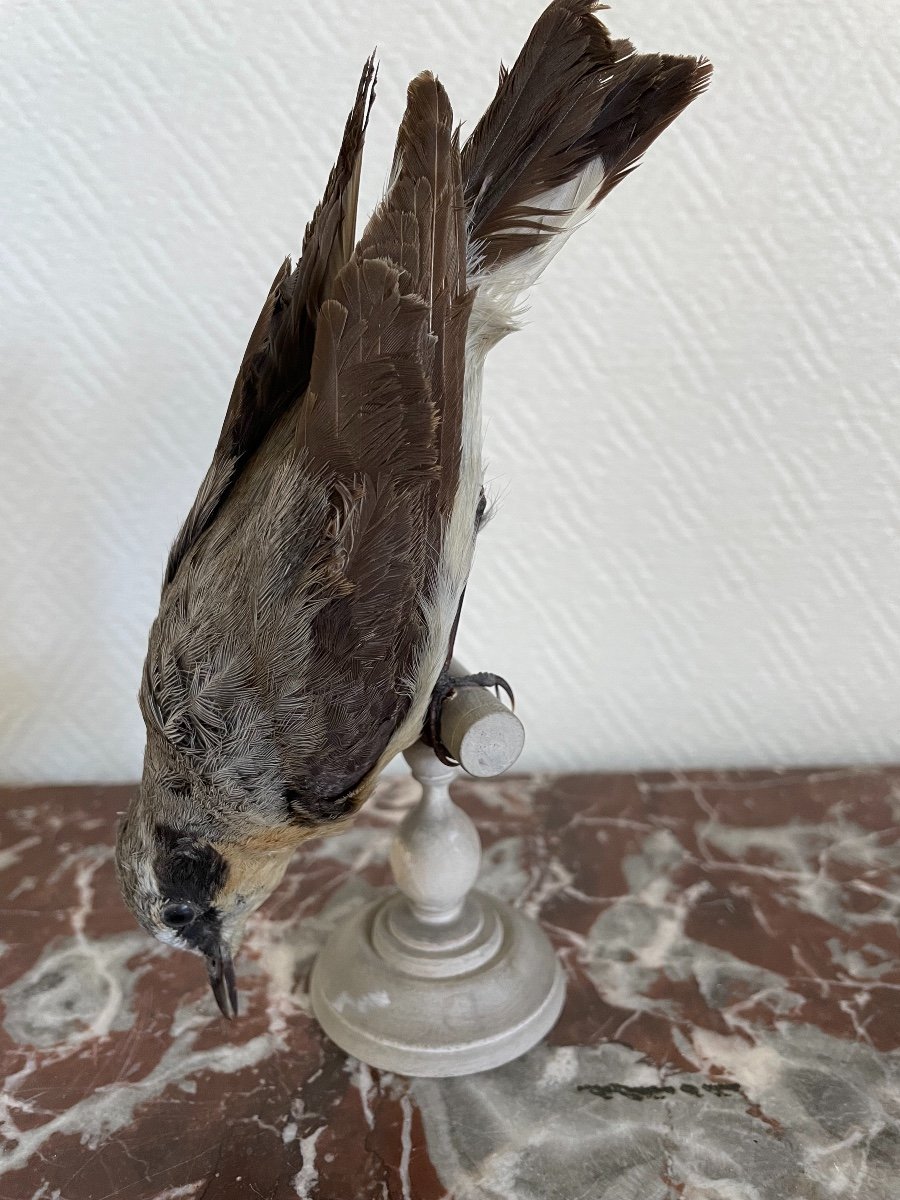 Ancien Oiseau Naturalisé Taxidermie Ancienne XIX Siècle Traquet Motteux