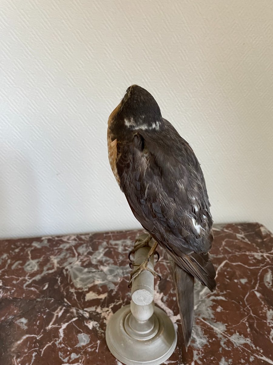 Old Naturalized Bird Old Taxidermy XIX Th Raptor European Sparrowhawk-photo-2