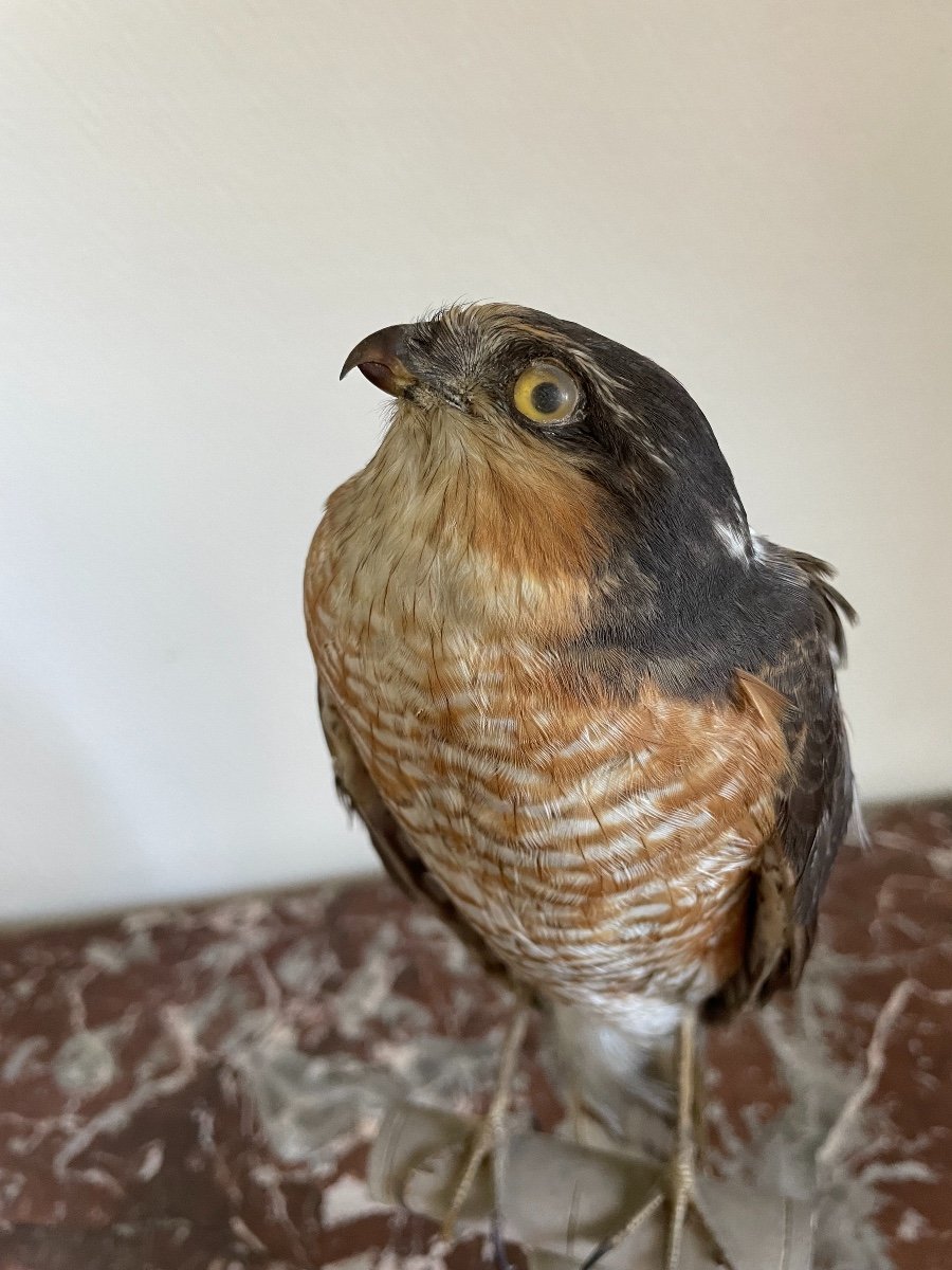 Old Naturalized Bird Old Taxidermy XIX Th Raptor European Sparrowhawk-photo-3