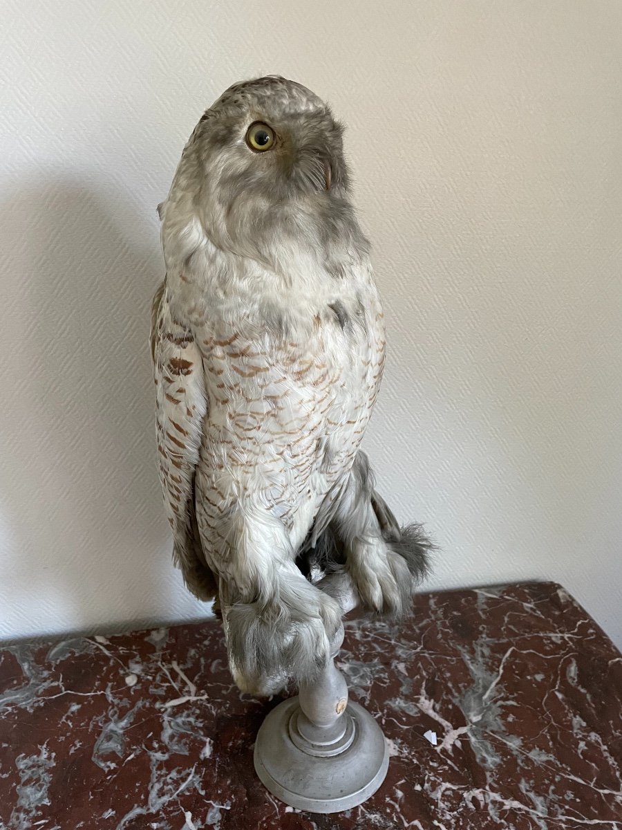 Old Naturalized Bird Old Taxidermy XIX Th Snowy Owl Large Model-photo-2