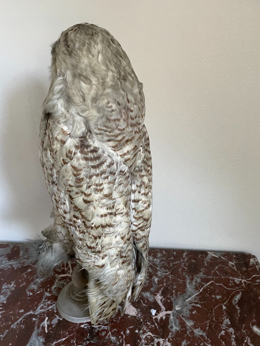 Old Naturalized Bird Old Taxidermy XIX Th Snowy Owl Large Model-photo-3