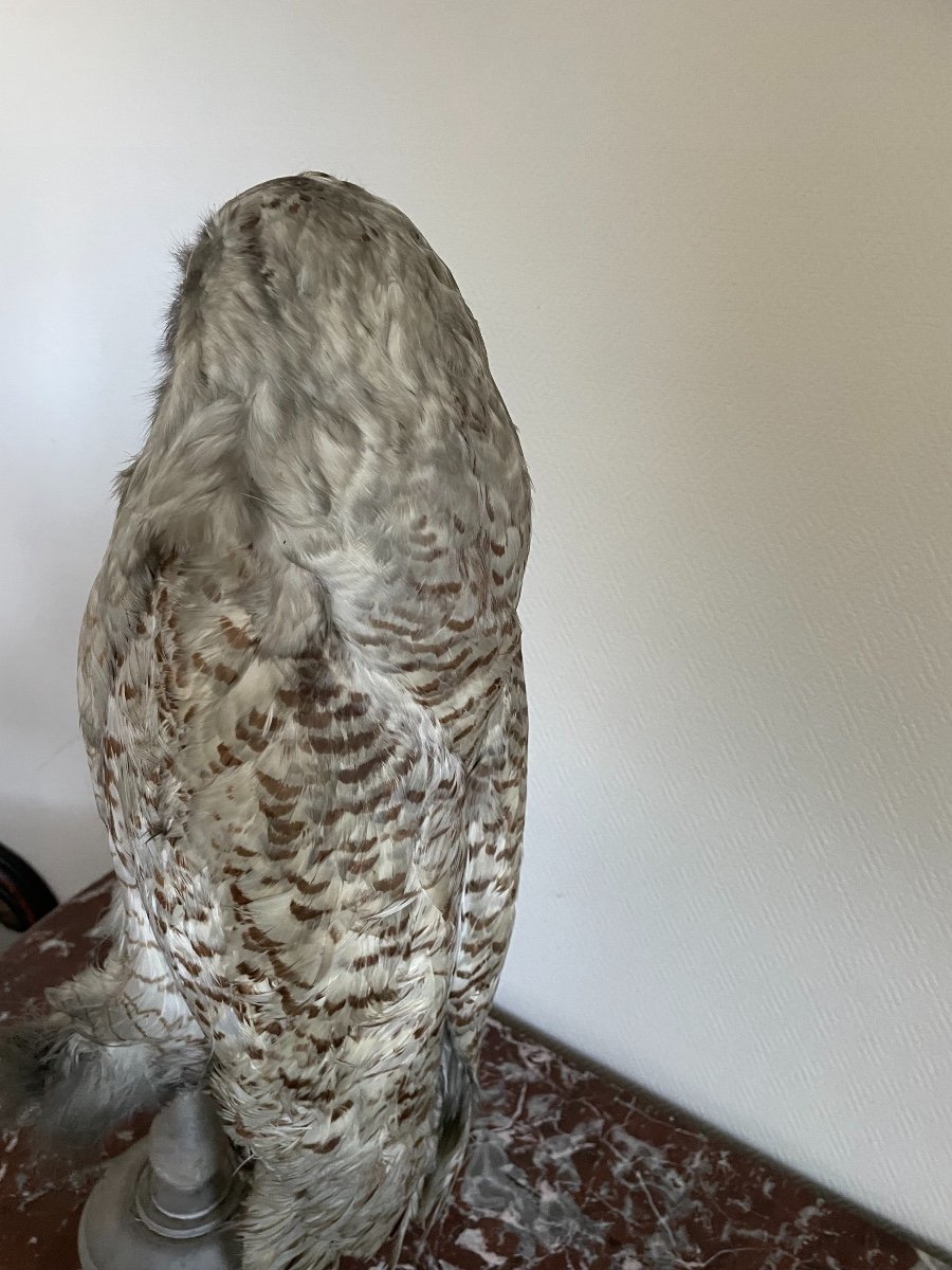 Old Naturalized Bird Old Taxidermy XIX Th Snowy Owl Large Model-photo-4