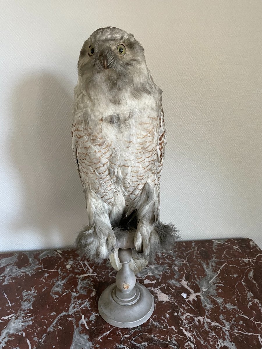Old Naturalized Bird Old Taxidermy XIX Th Snowy Owl Large Model-photo-1
