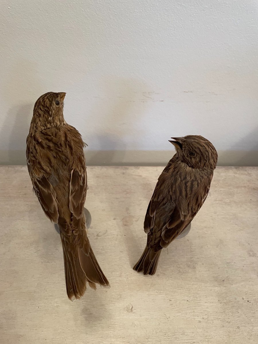 Old Taxidermy Naturalized Bird XIX Th Corn Bunting-photo-4