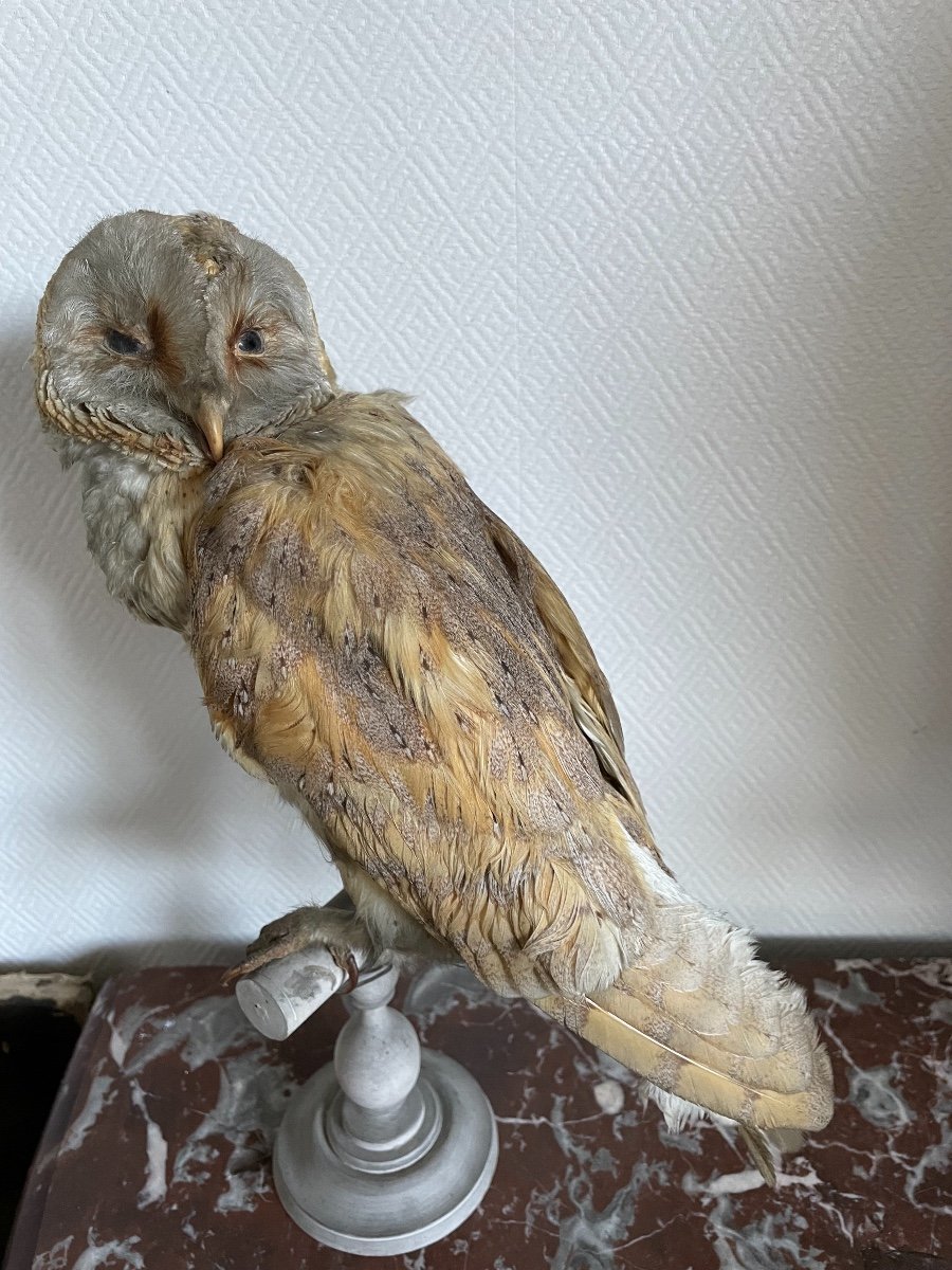 Old Naturalized Bird Old Taxidermy XIX Th Barn Owl-photo-2