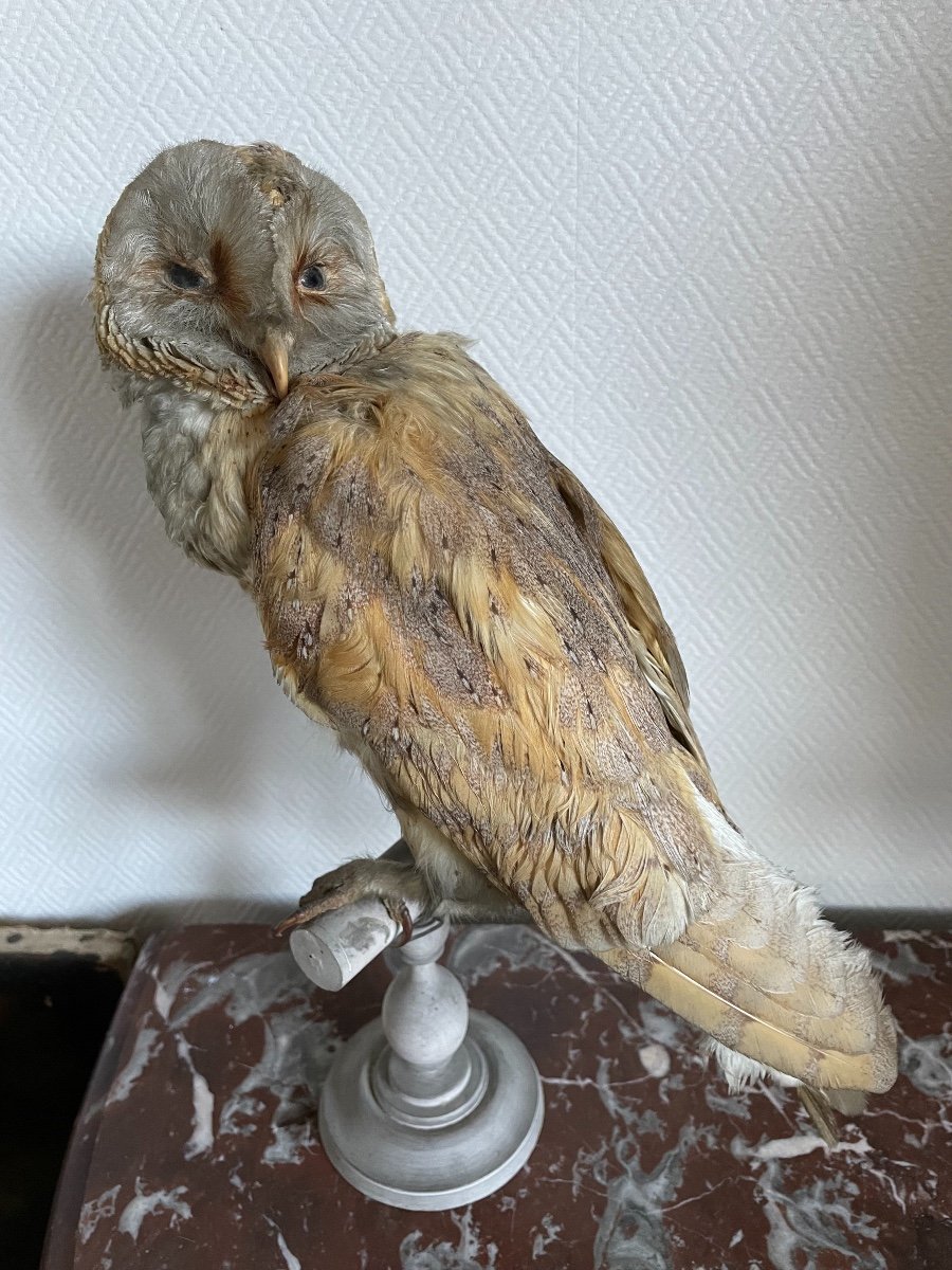 Old Naturalized Bird Old Taxidermy XIX Th Barn Owl-photo-3