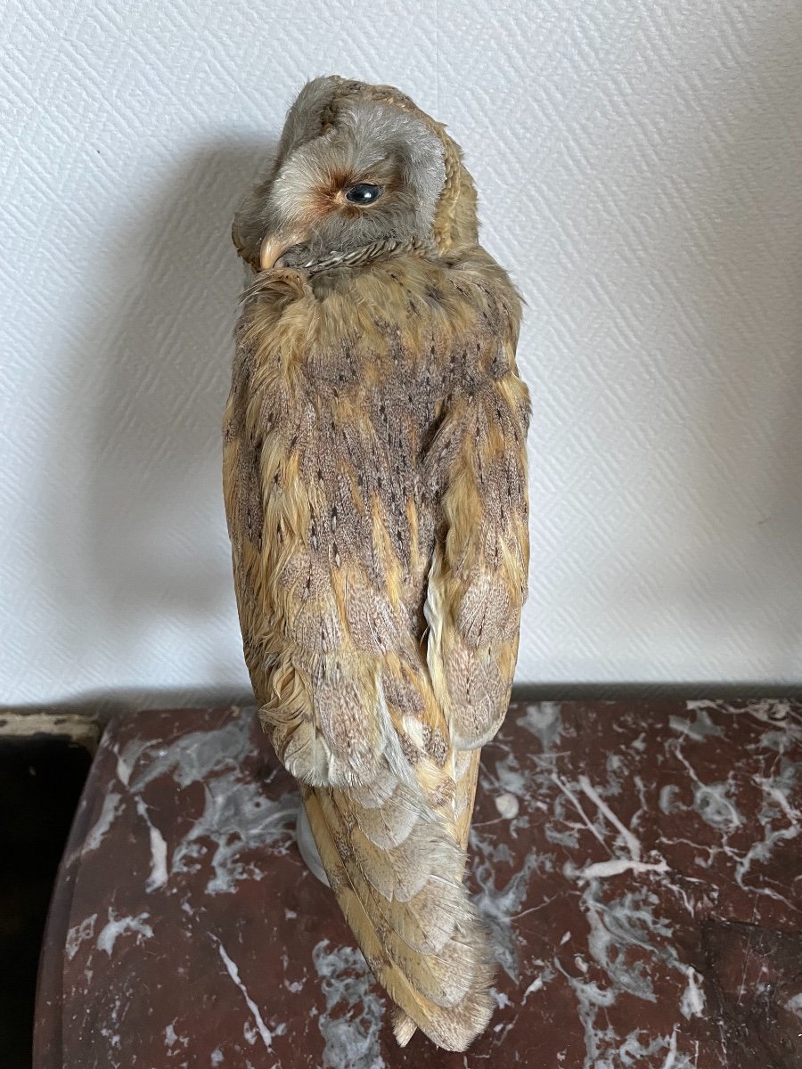 Old Naturalized Bird Old Taxidermy XIX Th Barn Owl-photo-4