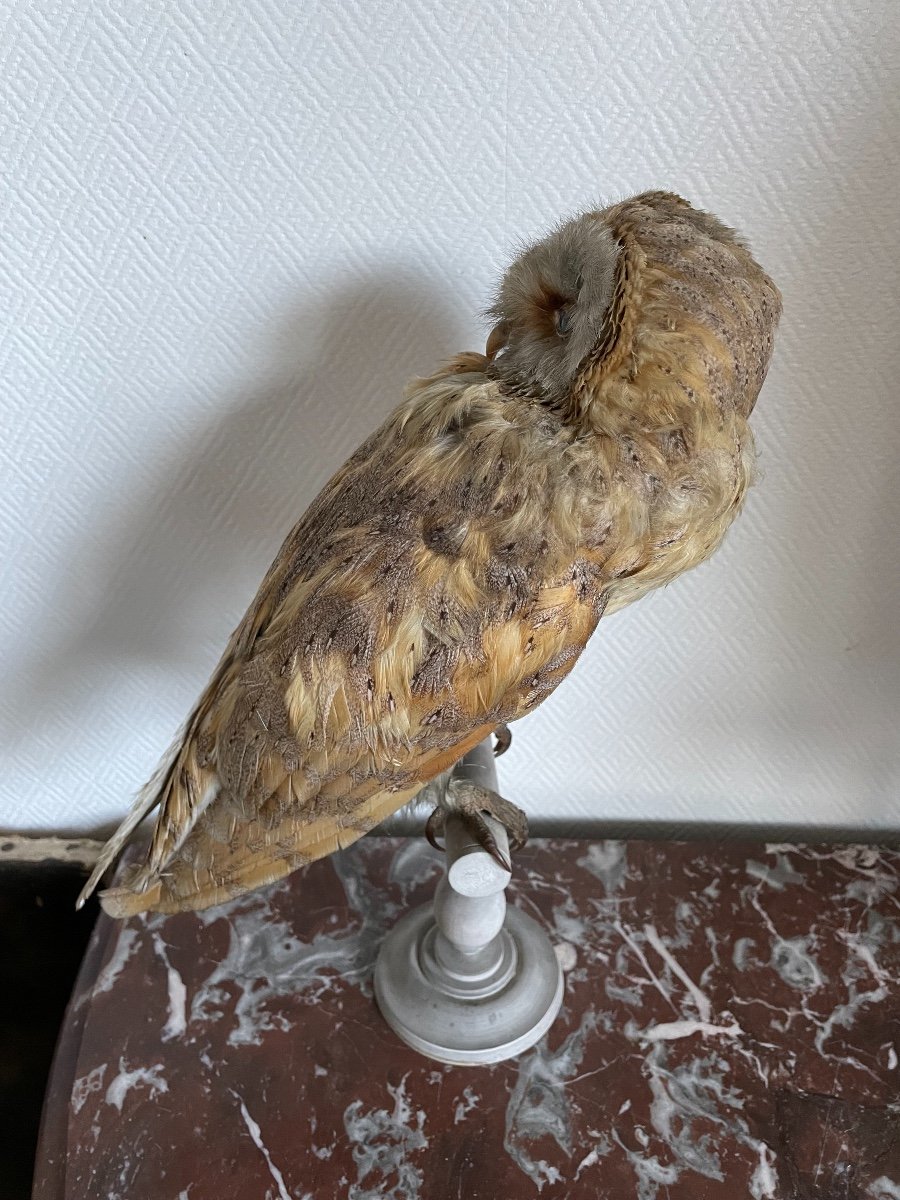 Old Naturalized Bird Old Taxidermy XIX Th Barn Owl-photo-2