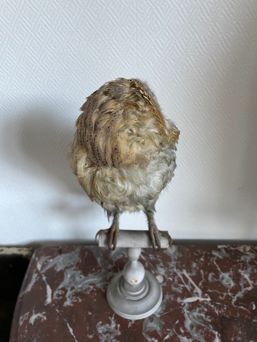 Old Naturalized Bird Old Taxidermy XIX Th Barn Owl-photo-3