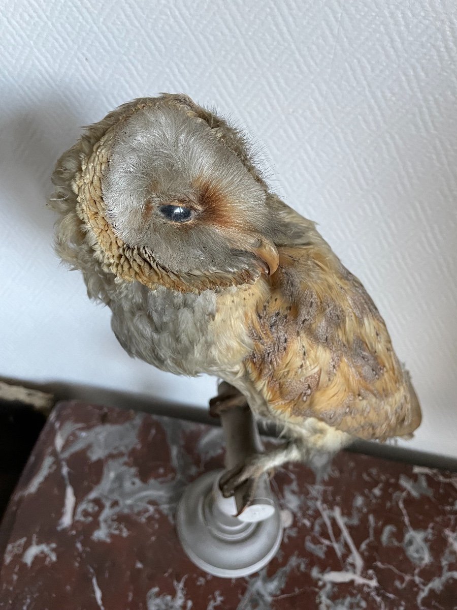 Old Naturalized Bird Old Taxidermy XIX Th Barn Owl-photo-4