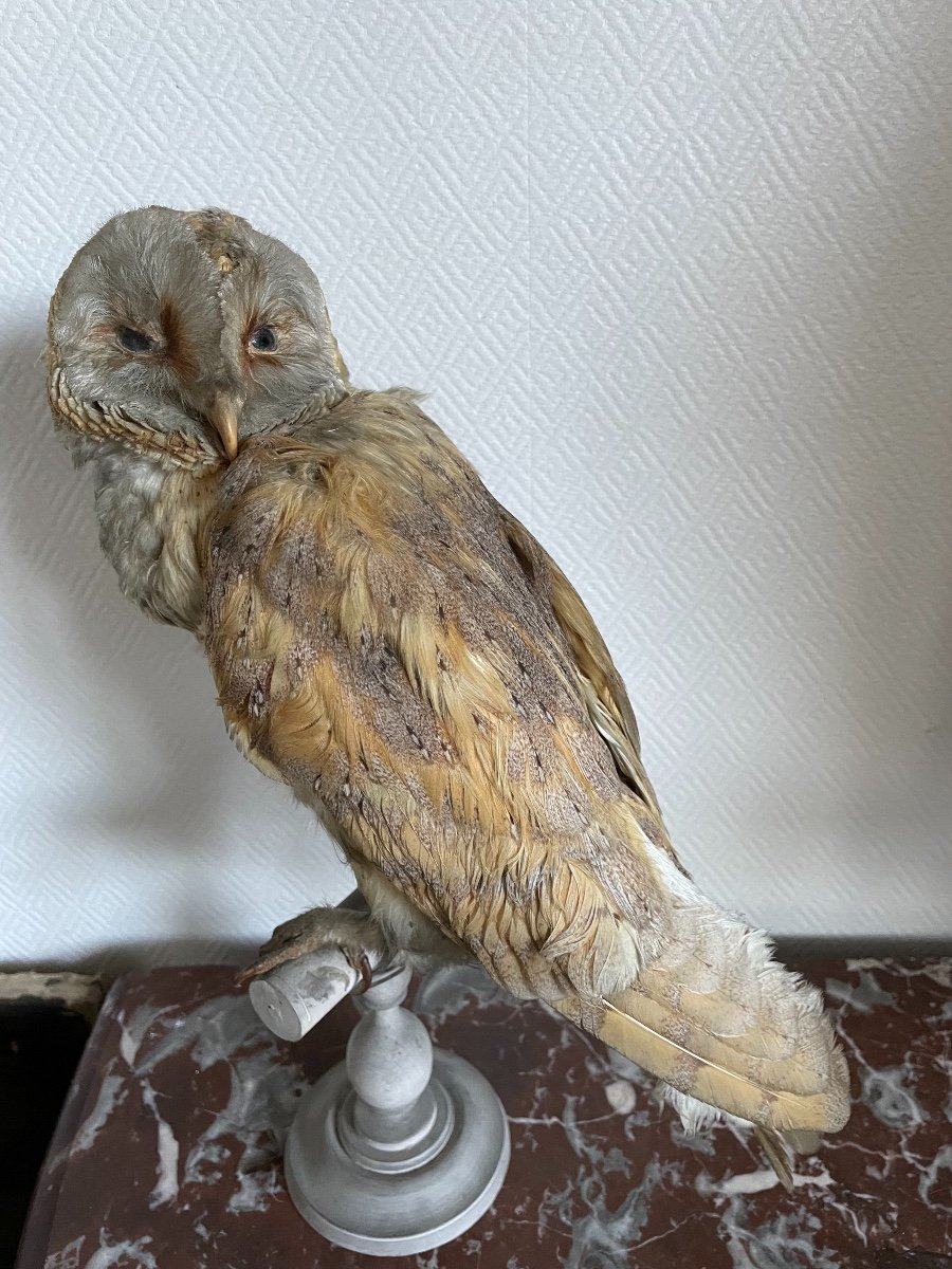 Old Naturalized Bird Old Taxidermy XIX Th Barn Owl