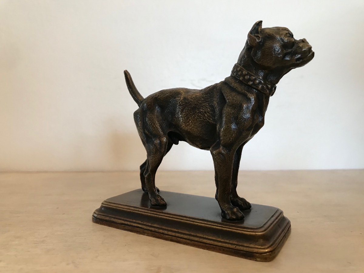 Petite Statue Bronze Animalier Ancien : Le Boxer Signé De Dubucand époque XIX ème-photo-7