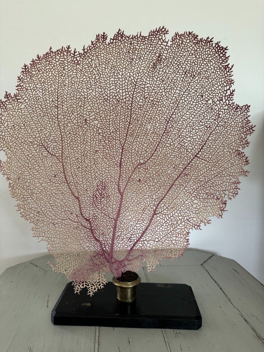 Old Pink Violet Gorgon On Blackened Wooden Base XIX Eme Cabinet Curiosities Collection-photo-5