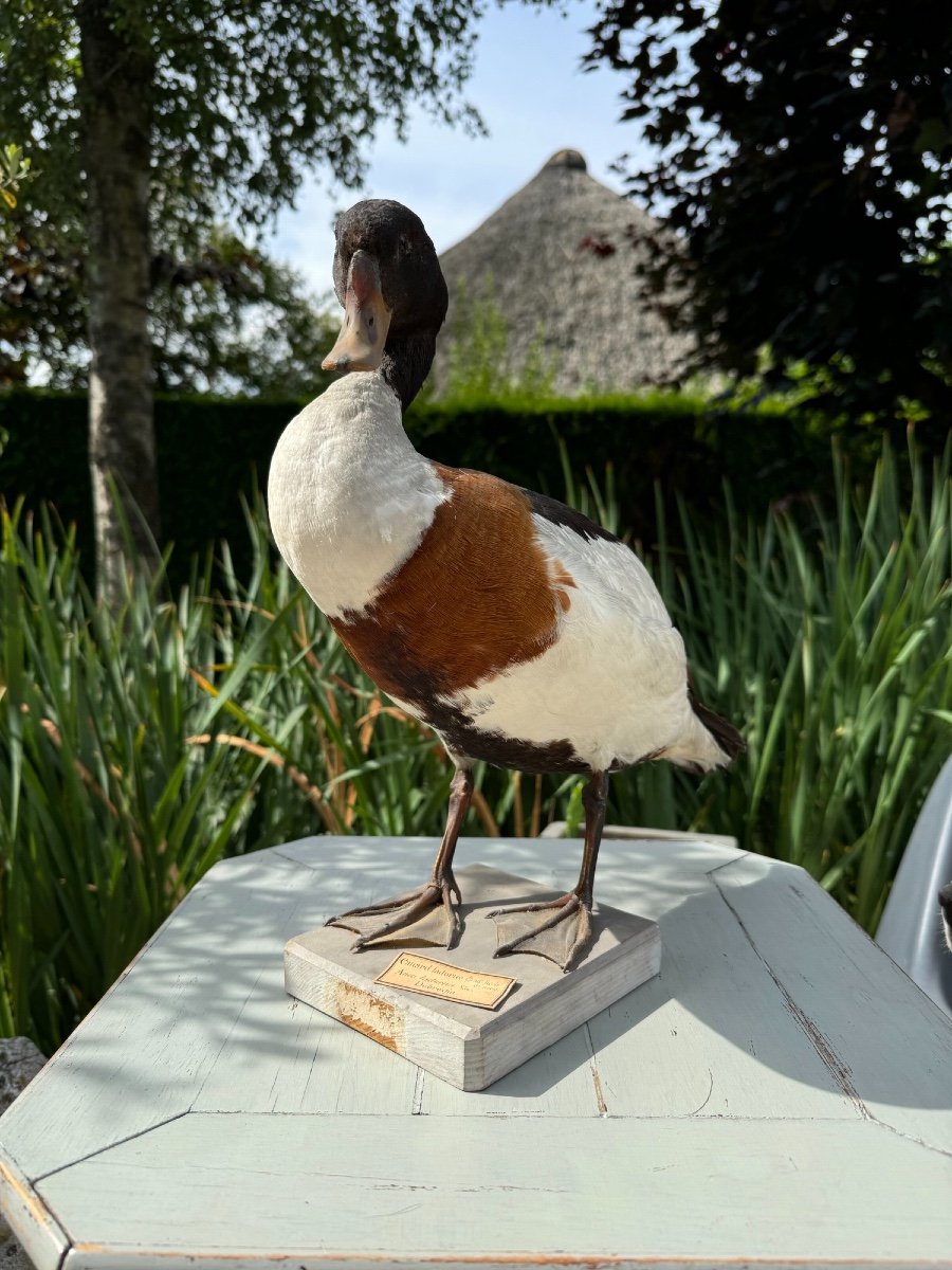 Old Taxidermy Naturalized Bird 19th Shelduck Duck 