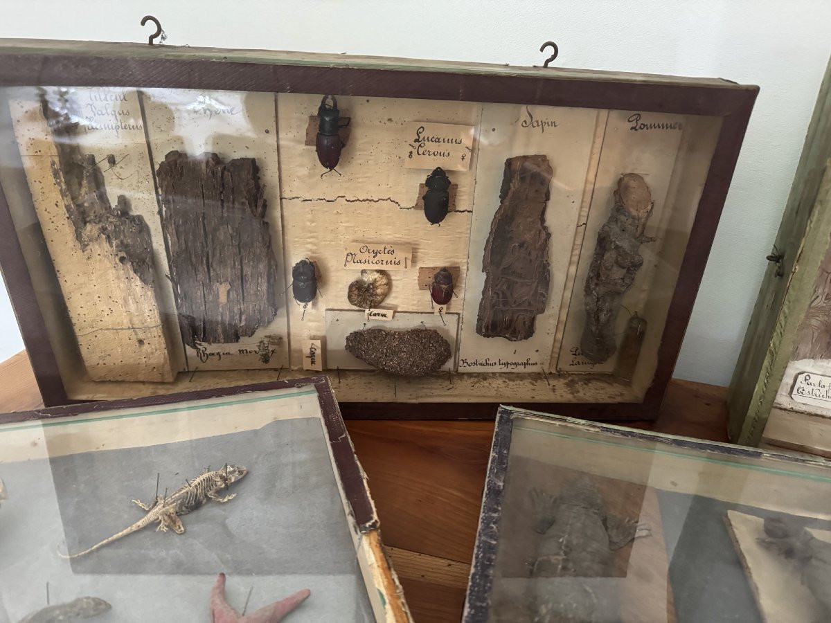 Rare et ancien lot entomologie 6 boites histoire naturelle fin XIX eme siècle dlg deyrolle-photo-2
