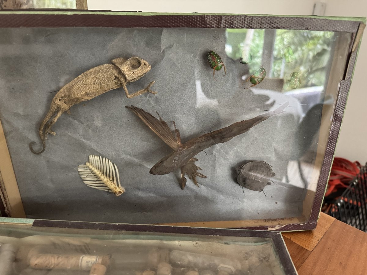 Rare et ancien lot entomologie 6 boites histoire naturelle fin XIX eme siècle dlg deyrolle-photo-4