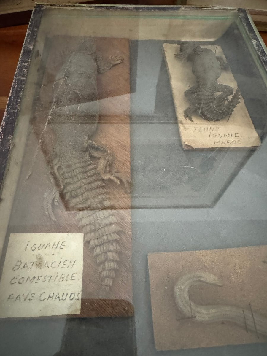 Rare et ancien lot entomologie 6 boites histoire naturelle fin XIX eme siècle dlg deyrolle-photo-1