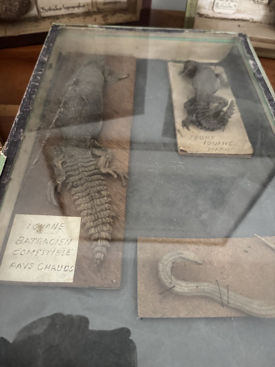 Rare et ancien lot entomologie 6 boites histoire naturelle fin XIX eme siècle dlg deyrolle-photo-6