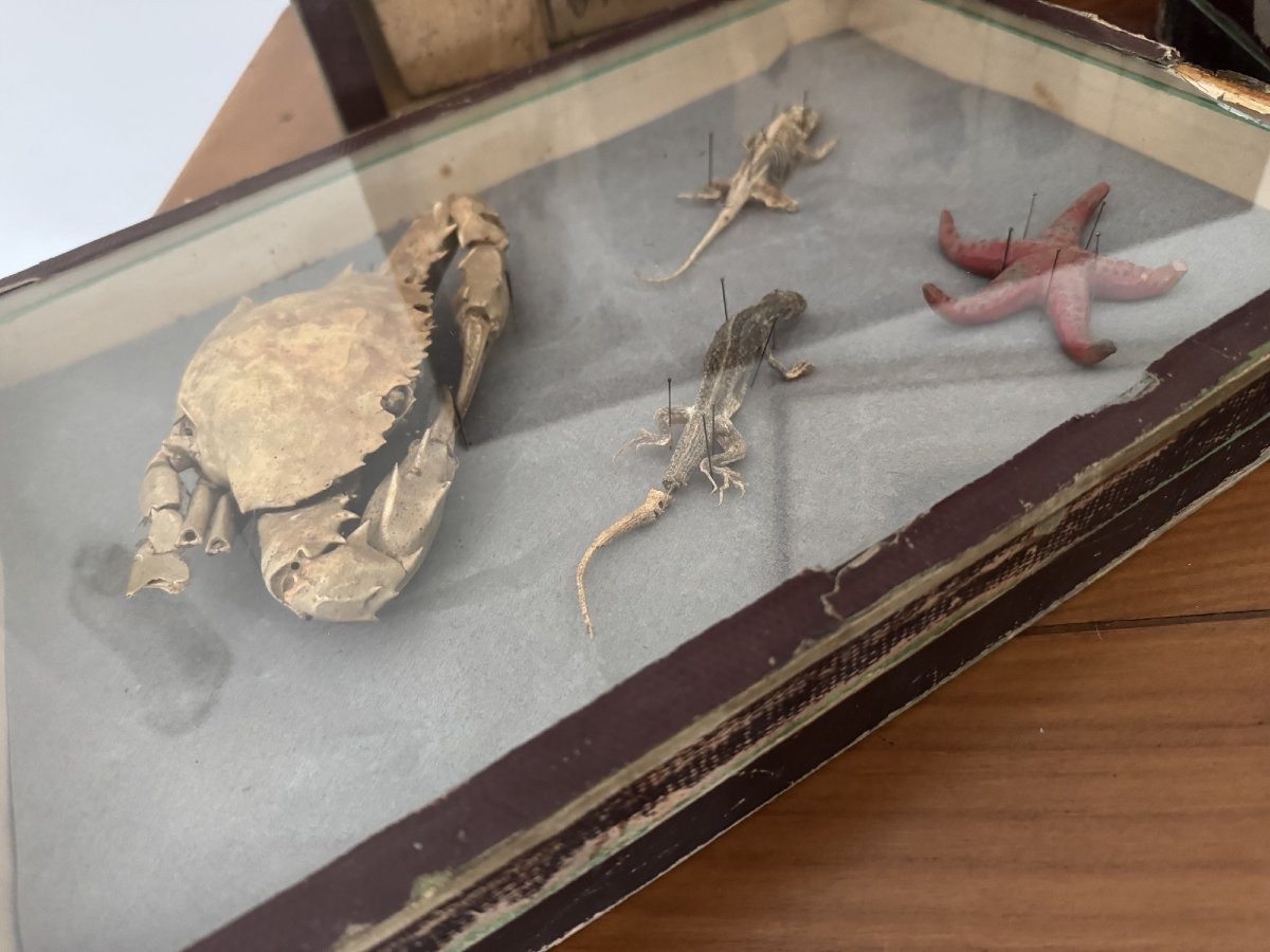 Rare et ancien lot entomologie 6 boites histoire naturelle fin XIX eme siècle dlg deyrolle-photo-7